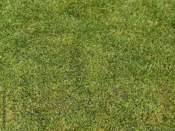Fototapeta 散水した芝生（刈高20mm）