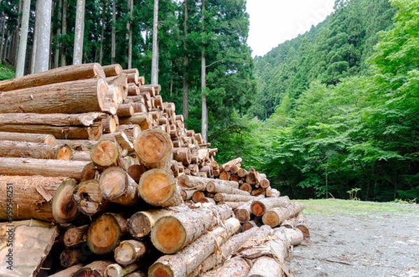 Fototapeta 森林内の作業場に集積された丸太
