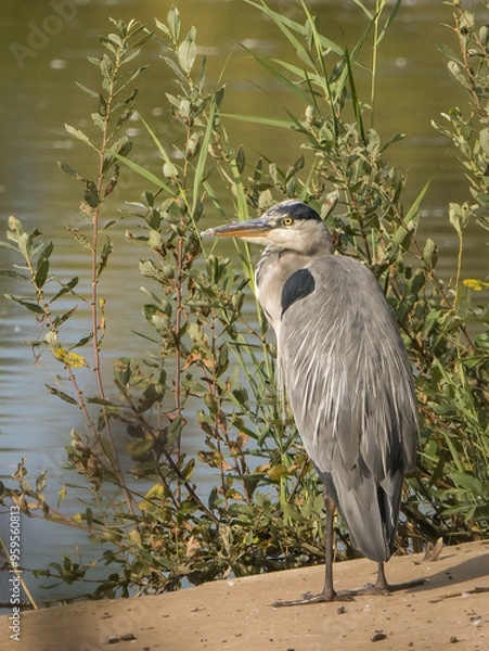 Obraz great blue heron