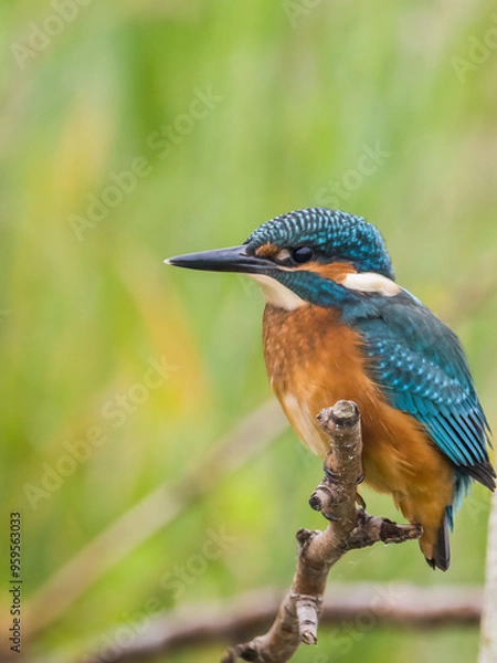 Obraz Kingfisher 