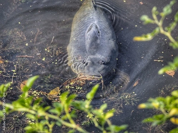 Obraz fish in the water