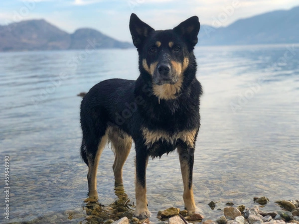 Obraz dog on the beach