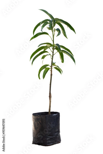 Fototapeta Young plant mango tree is growing in black plastic bag for nursery isolated on white background included clipping path.