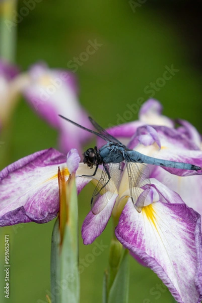 Obraz アヤメとトンボ