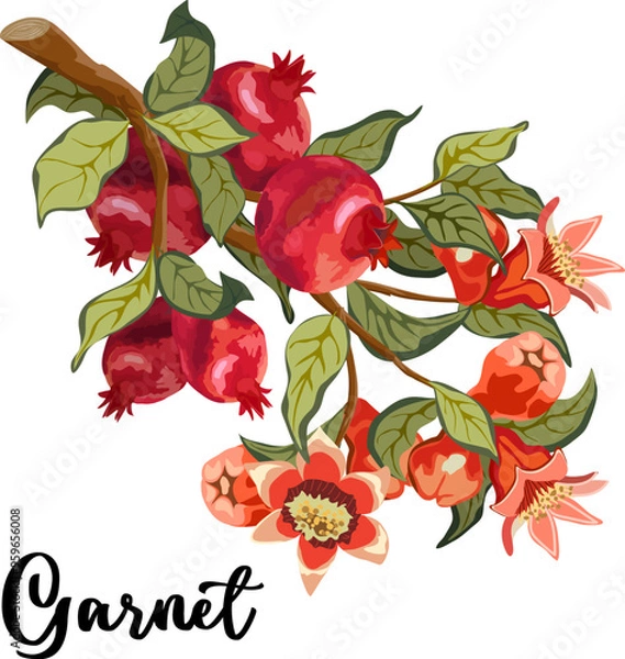 Fototapeta Pomegranate branch in color illustration.Branch with pomegranates and flowers on a white background in vector illustration.
