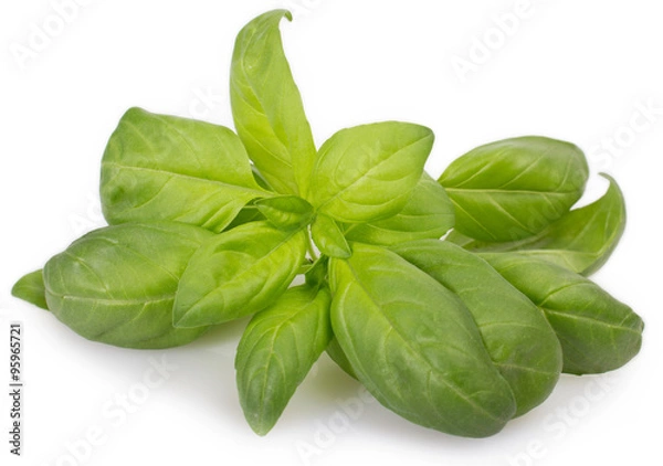 Fototapeta Fresh basil