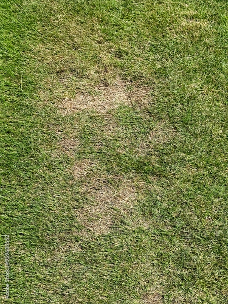 Obraz 猛暑で傷んだ芝生