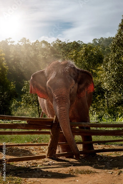 Fototapeta Asiatischer Elefant morgens in Chang Mai am Bambuszaun in Gegenlicht.