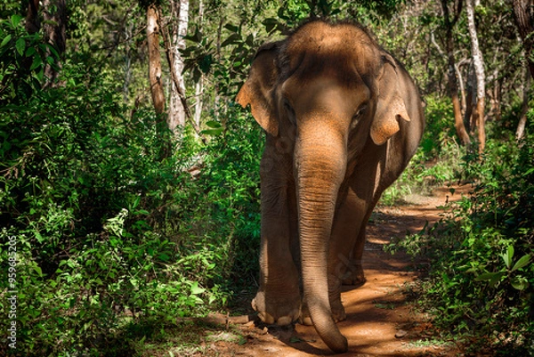 Fototapeta Laufender Asiatischer Elefant auf Dschungeltrampelpfad Chang Mai