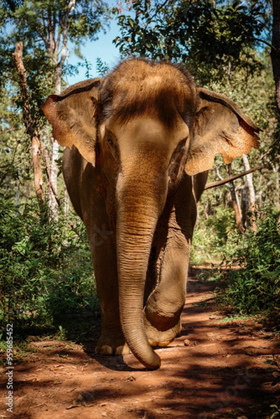 Fototapeta Laufender Asiatischer Elefant auf Dschungeltrampelpfad Chang Mai