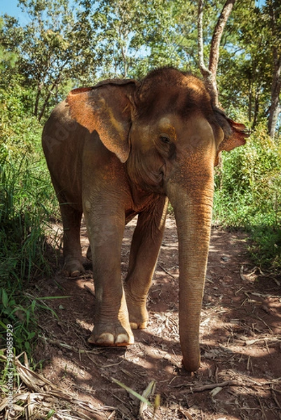 Fototapeta Asiatischer Elefant auf Dschungeltrampelpfad Chang Mai