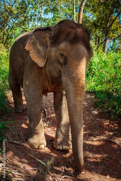 Fototapeta Asiatischer Elefant auf Dschungeltrampelpfad Chang Mai