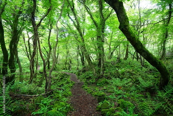 Fototapeta refreshing forest with fine path
