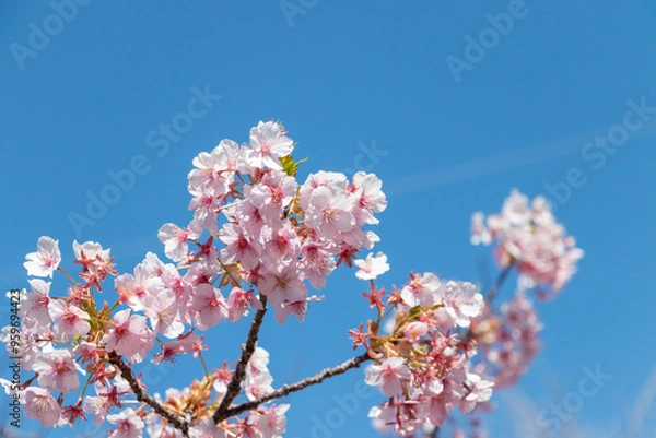 Obraz 桜