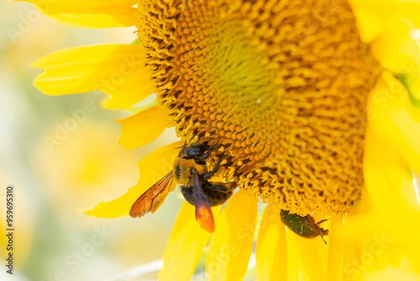 Obraz クマンバチとひまわり