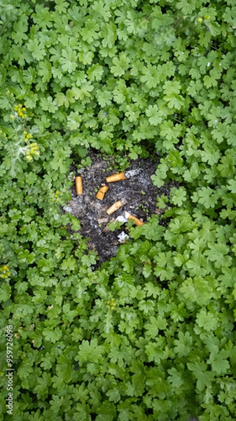 Obraz Jungle cigarettes 