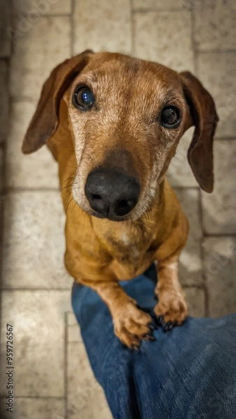 Obraz dachshund dog portrait