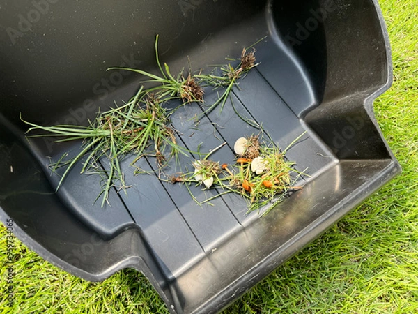 Fototapeta 芝生にはえた雑草やキノコの駆除