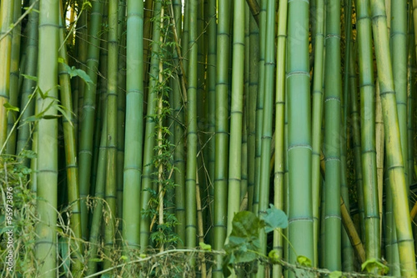 Fototapeta Green bamboo nature background