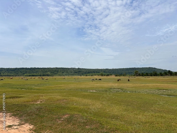 Obraz landscape with cows