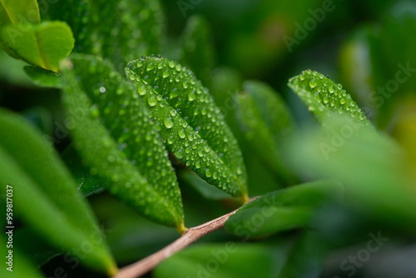 Obraz 雨に濡れた葉