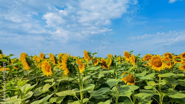 Fototapeta A vibrant sunflower field in full bloom under a clear blue sky, representing summer and agricultural abundance