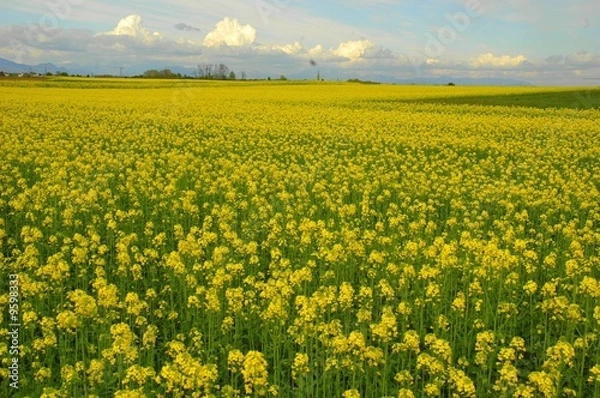 Obraz YELLOW FIELDS