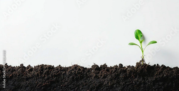 Obraz small tree growing