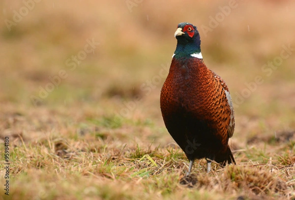 Fototapeta Ringneck Pheasant (Phasianus colchicus)