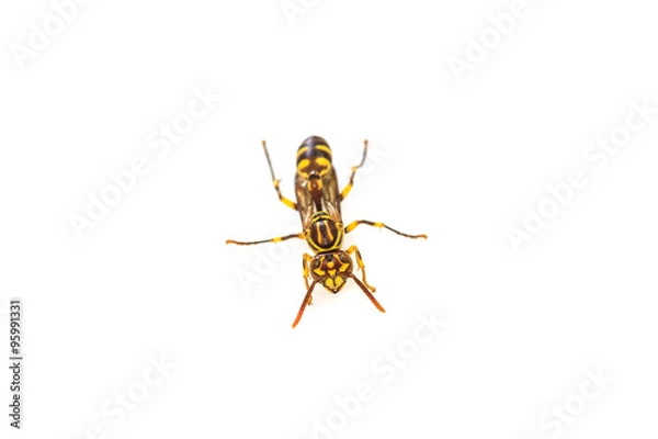 Fototapeta wasp isolated on white background