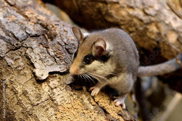 Fototapeta The garden dormouse (Eliomys quercinus) rodent on tree trunk