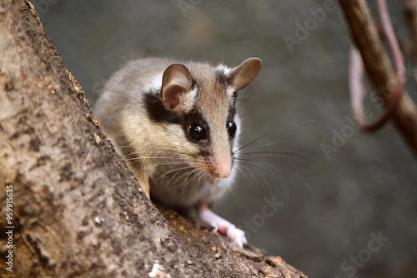 Fototapeta The garden dormouse (Eliomys quercinus) rodent on tree trunk