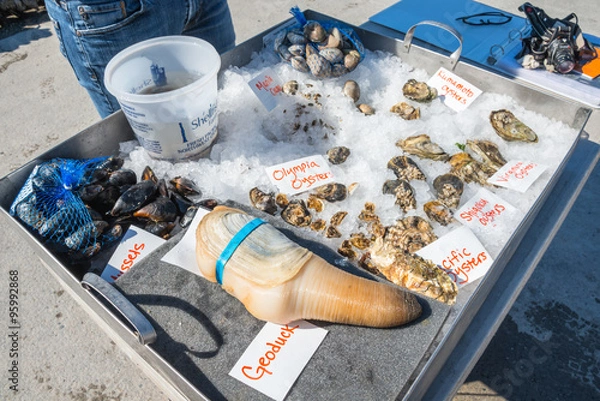 Fototapeta Fresh Shellfish Display including Geoduck, Oysters, Mussels, and Clams. Labeled. 