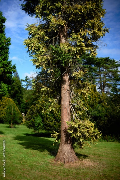 Obraz tree in the park