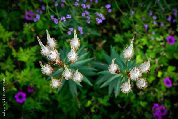 Obraz bee on a flower