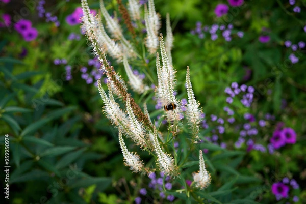 Obraz lavender in the field