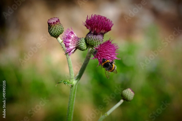 Obraz bee on a flower