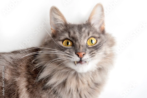 Obraz Gray cat with canines