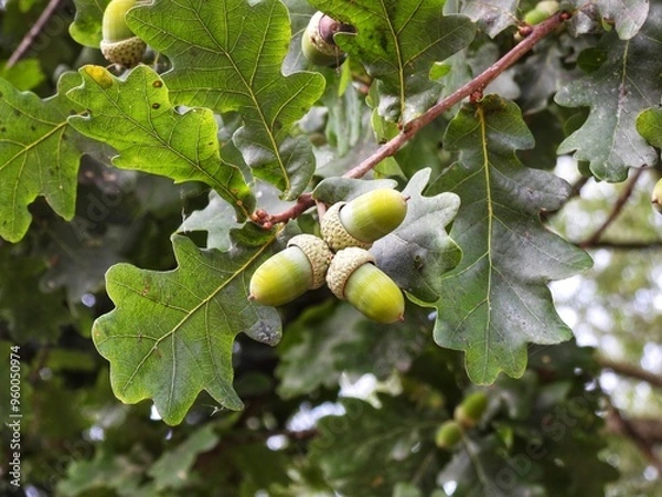 Fototapeta green acorns on the tree