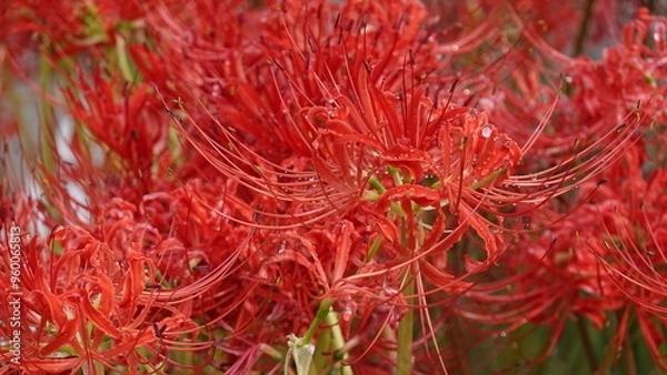 Fototapeta Lycoris