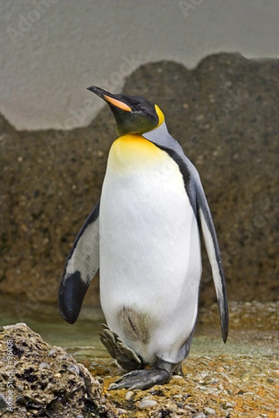 Obraz penguin