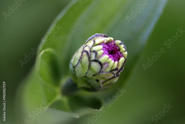Obraz A flower bud getting ready to blossom.