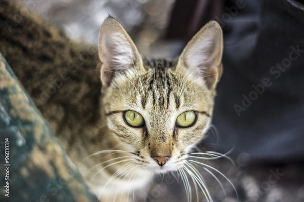 Fototapeta Cat looking straight at camera