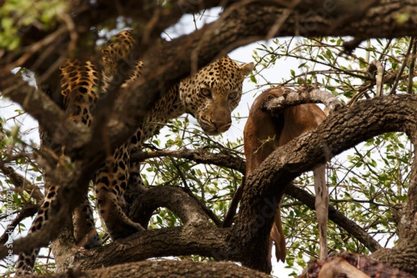 Fototapeta Leopard mit Beute