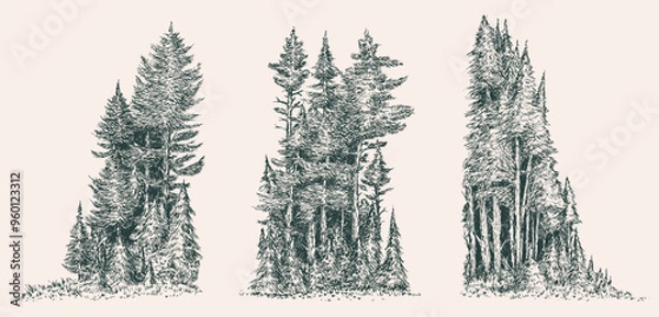 Obraz Hand drawn forest edge in monochrome color. Sketching pine trees group. Vector doodle illustration.