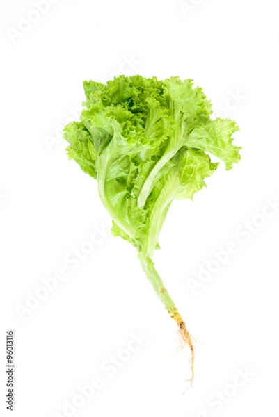 Fototapeta Salad leaf. Lettuce