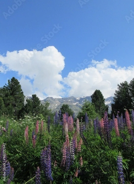 Fototapeta Schweizer Natur