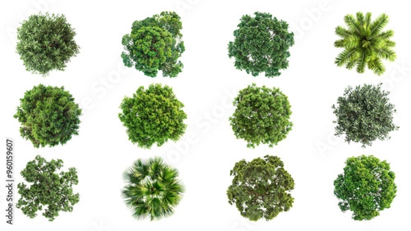 Fototapeta PNG tree top view, transparent background