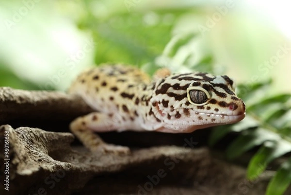 Fototapeta Beautiful gecko on tree stump outdoors, closeup