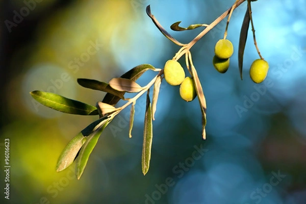 Obraz Young Olive On A Branch